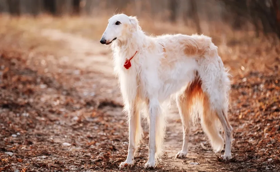 raça de cachorro borzoi de pé ao ar livre