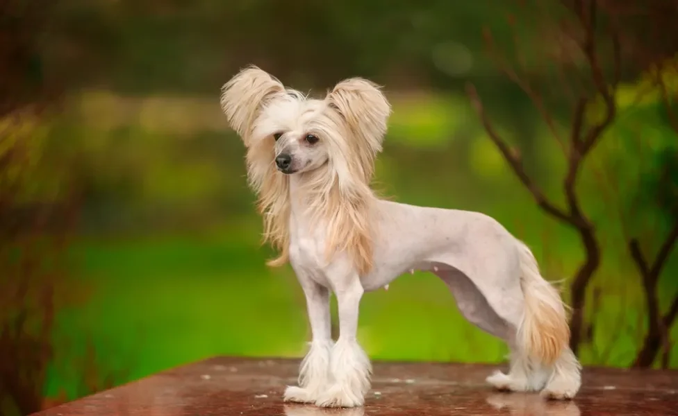 cão de crista chinês de pé olhando para a foto