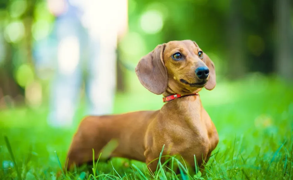 raça de cachorro dachshund caramelo em pé no parque