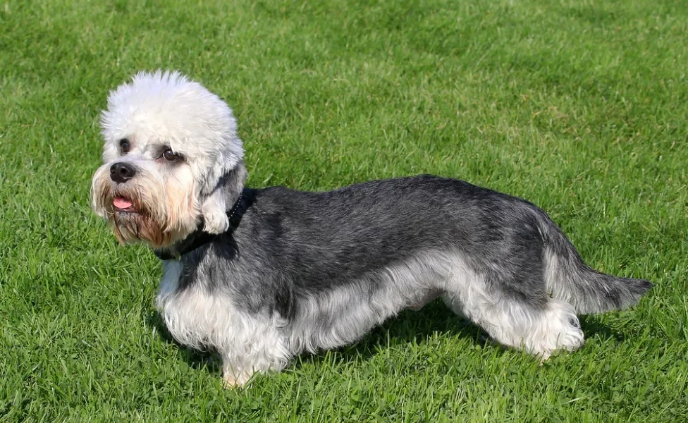 cachorro dandie dinmont terrier em pé no gramado