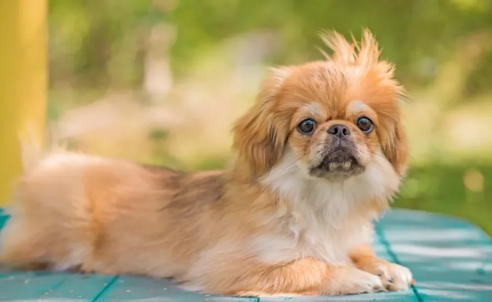 cachorro pequinês deitado no chão