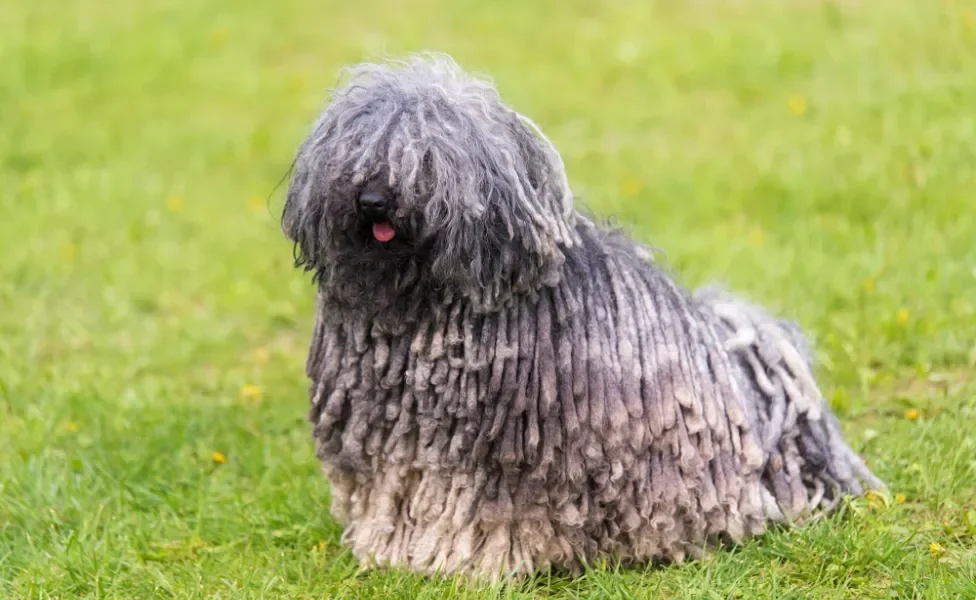 cachorro puli sentado na grama