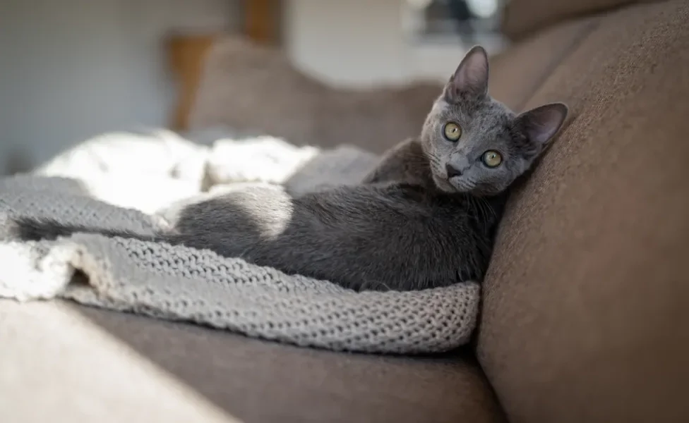 gato azul russo deitado no sofá 