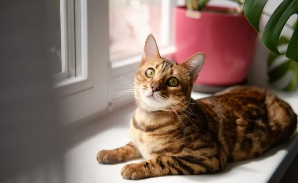 gato bengal sentado na janela