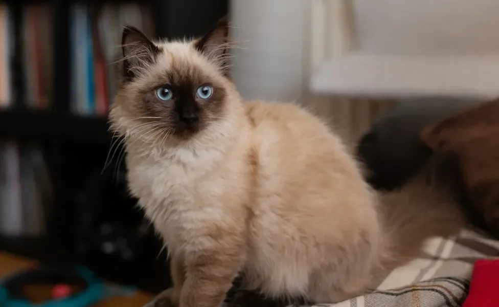 gato birmanês sentado no braço do sofá