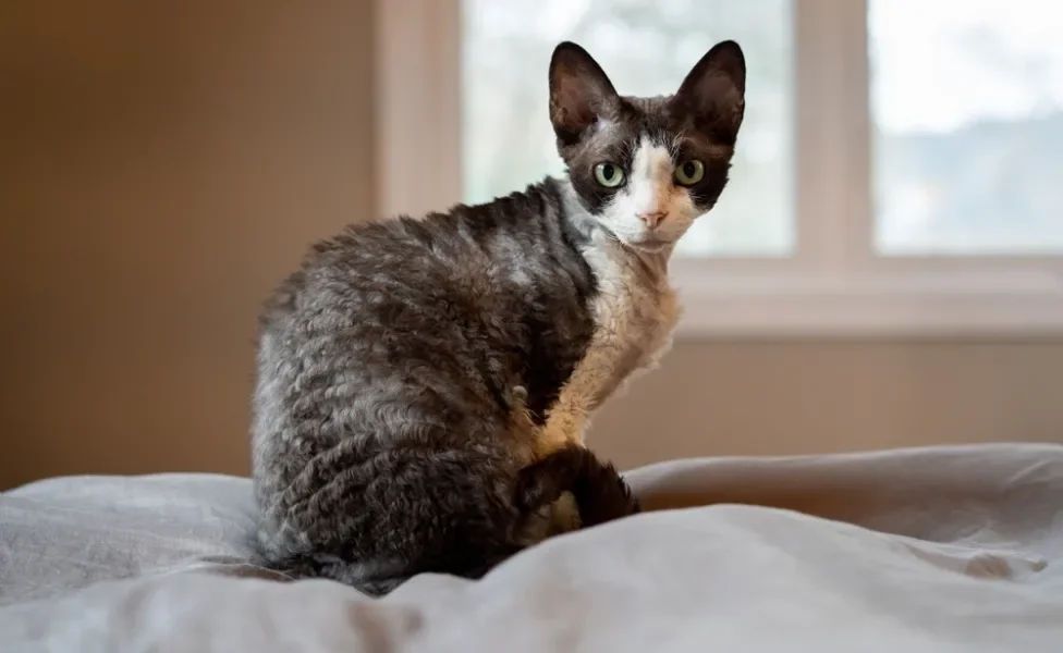 gato devon rex em cima da cama