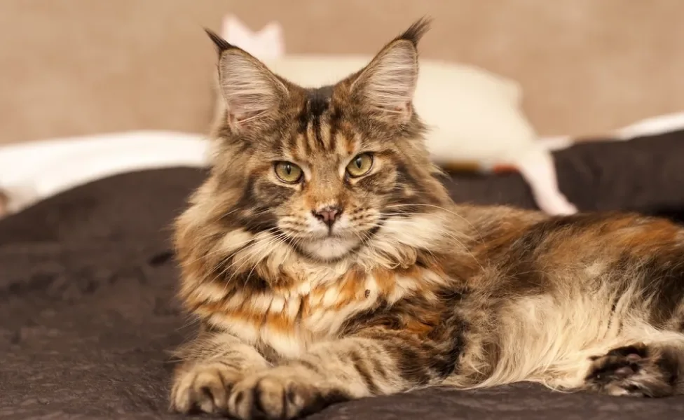 gato main coon deitado na cama