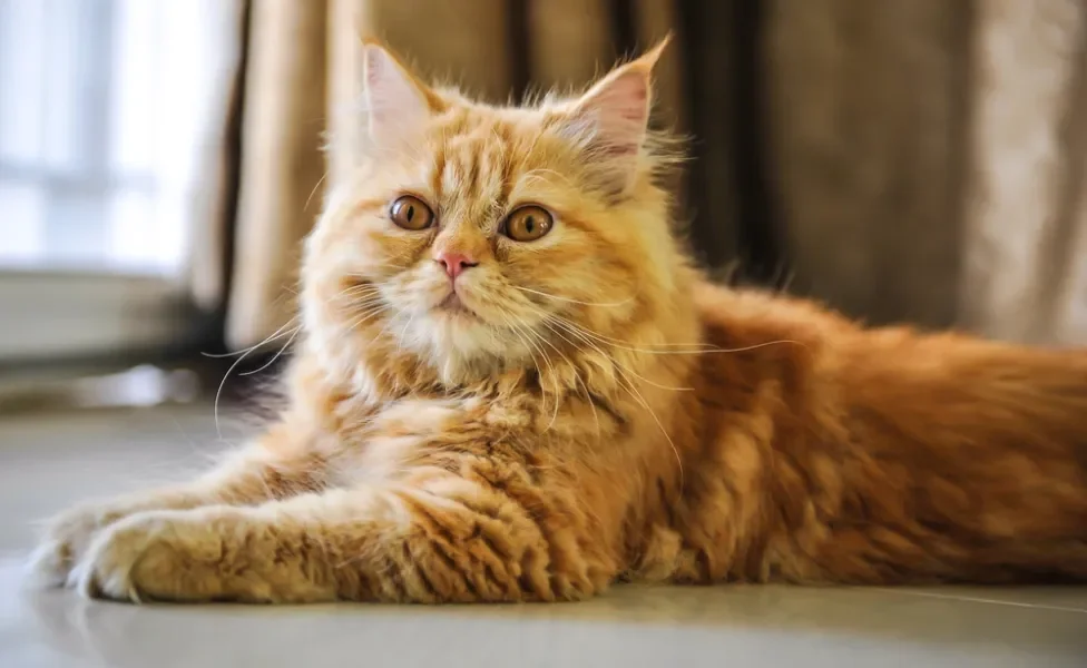 gato persa laranja deitado no chão