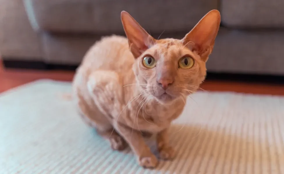 gato peterbald sentado no tapete olhando para frente