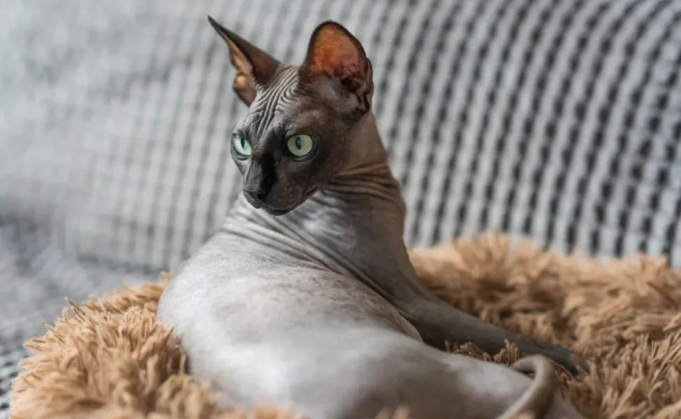 gato sphynx olhando pra trás