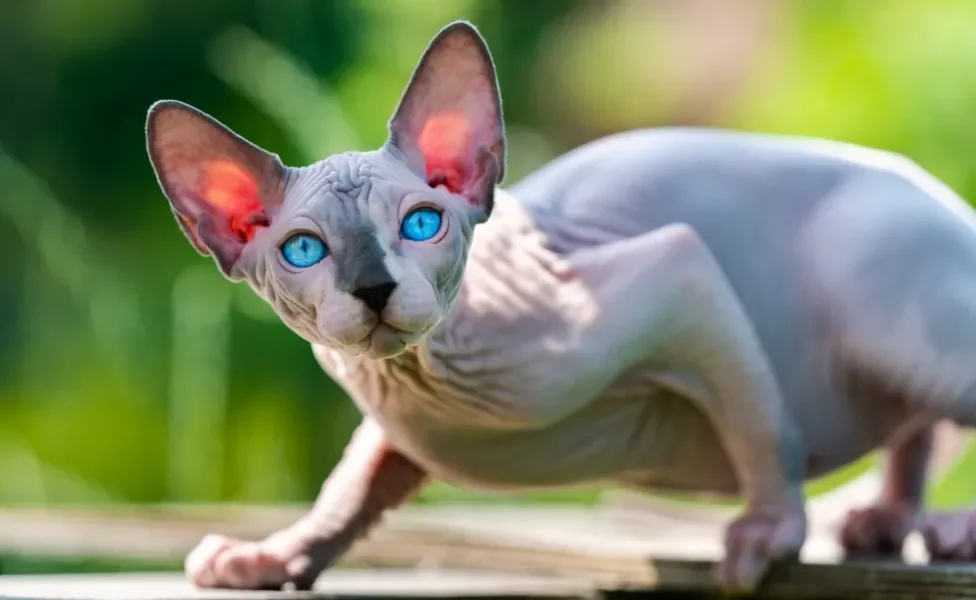 gato sphynx ao ar livre