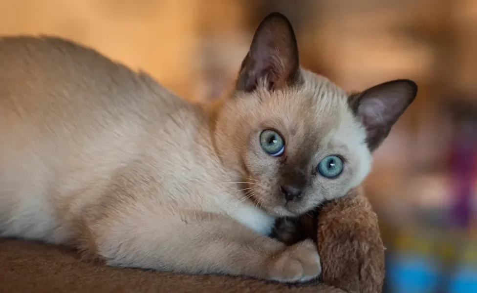 gato tonquinês deitado na caminha