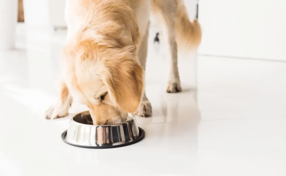 cão comendo ração de cachorro 