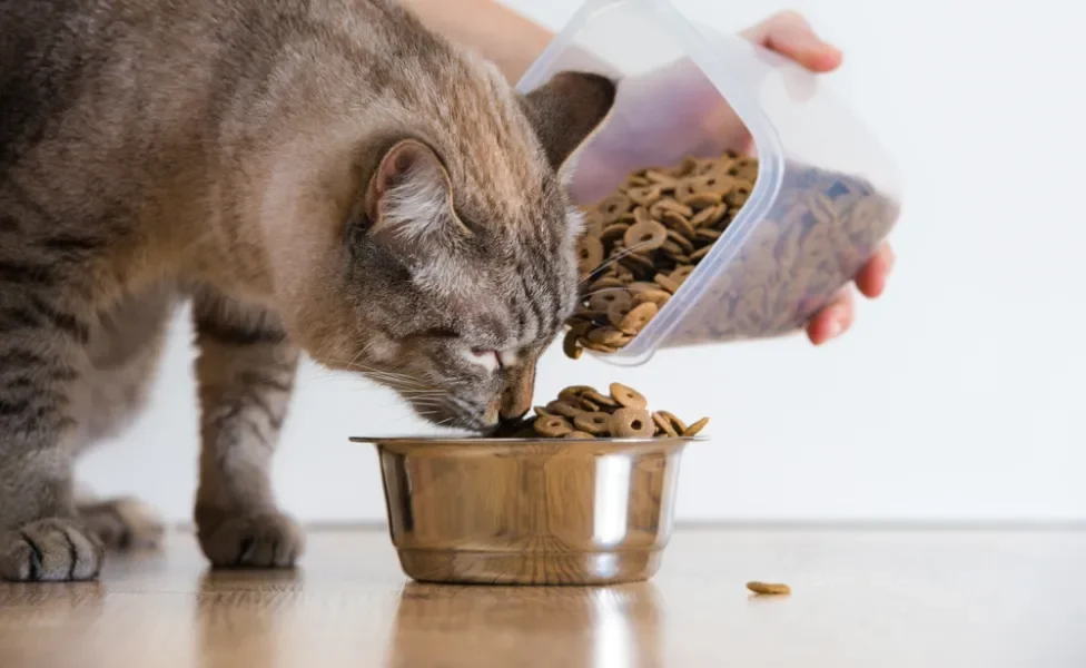 pessoa colocando ração de gato no comedouro para gato comer