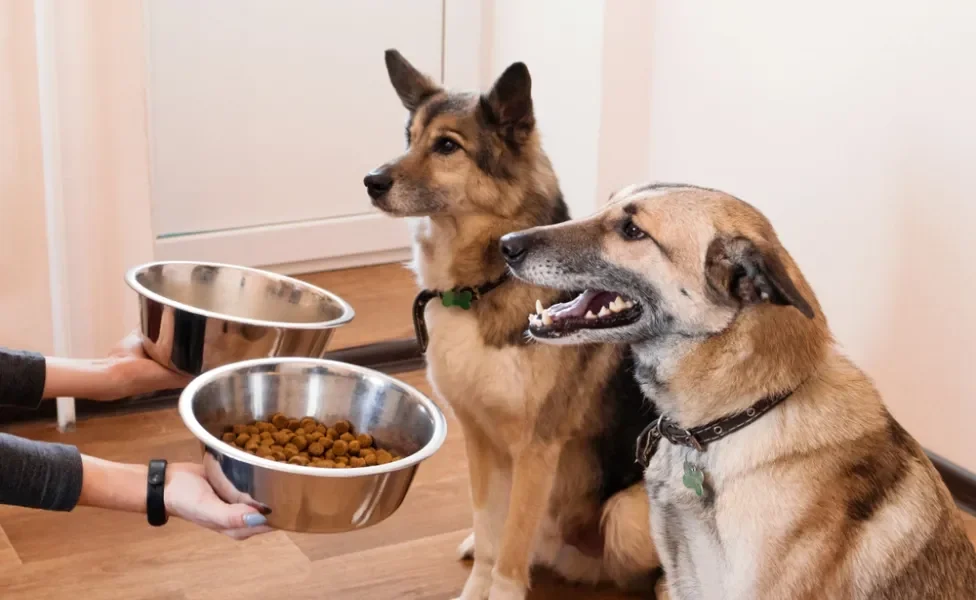 pessoa dando ração de cachorro para dois cães