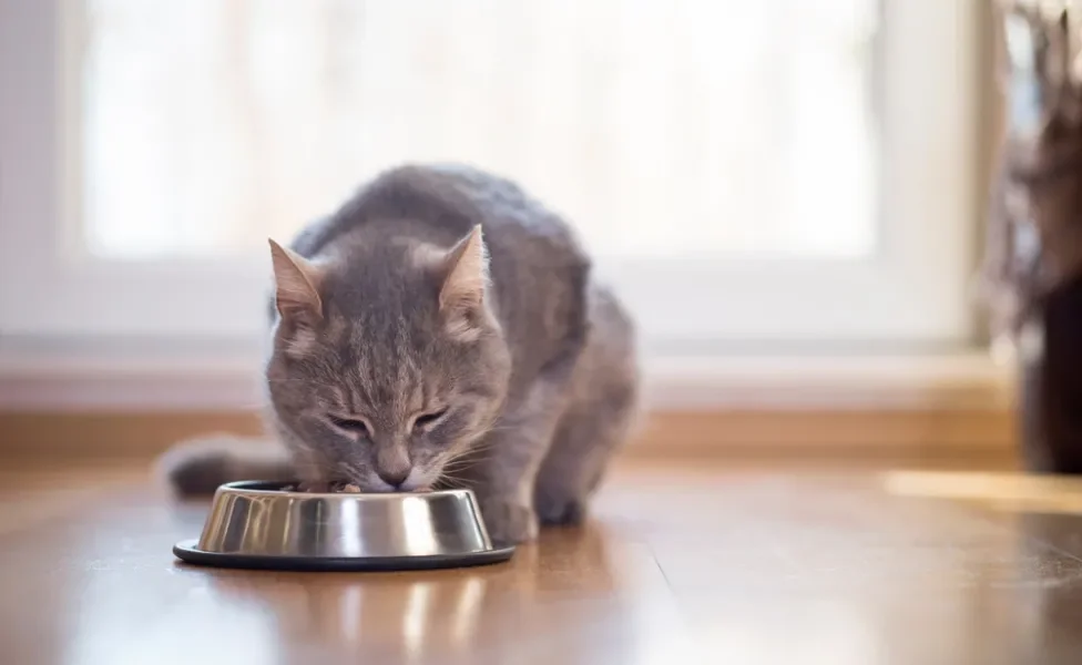 gato comendo ração renal para gatos