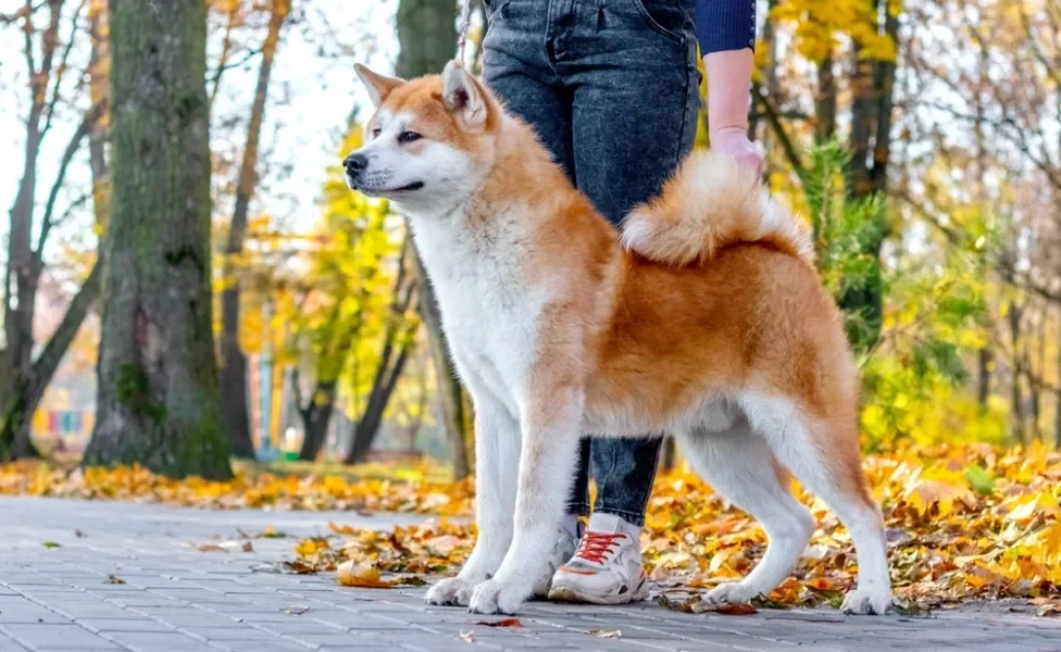 raça de cachorro grande akita de pé