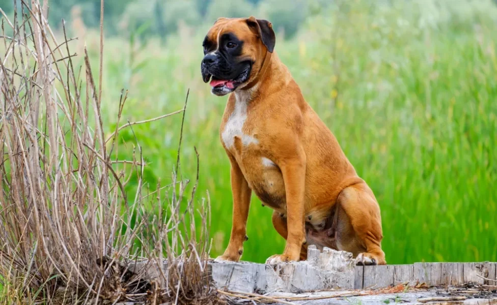 raça de cachorro grande boxer sentada