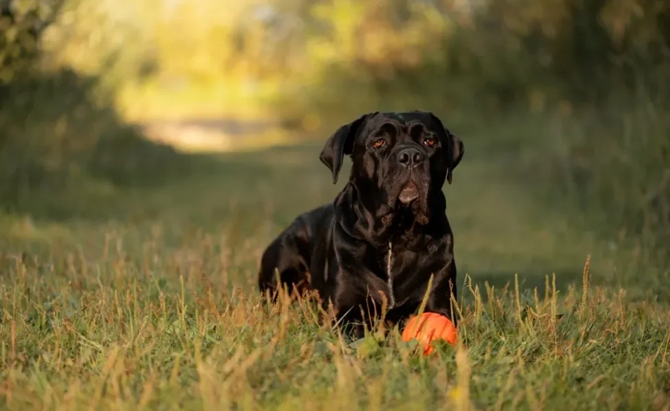 raça de cachorro grande cane corso deitada