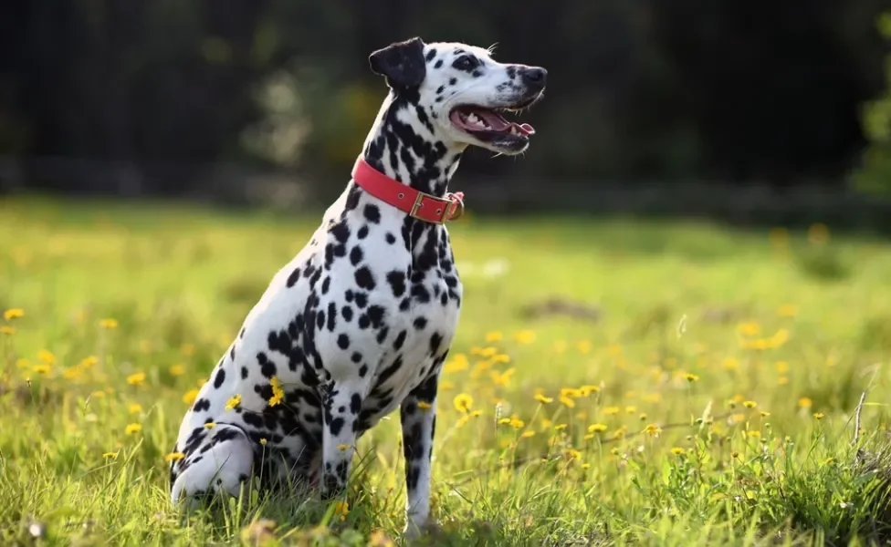 raça de cachorro grande dálmata sentada