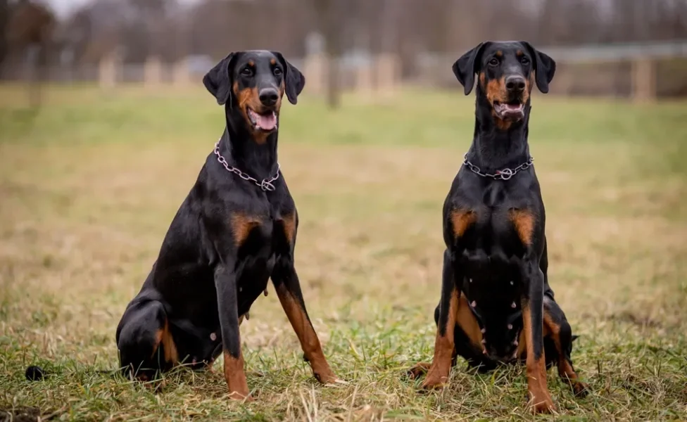 raça de cachorro grande doberman sentada