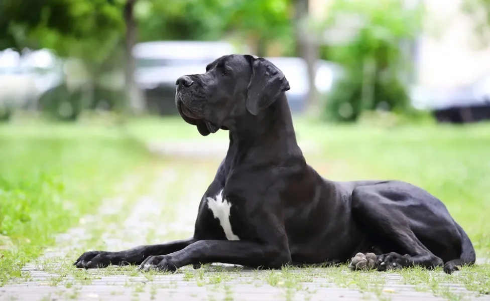 raça de cachorro grande dogue alemão sentada