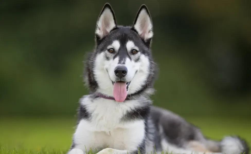 raça de cachorro grande husky deitado