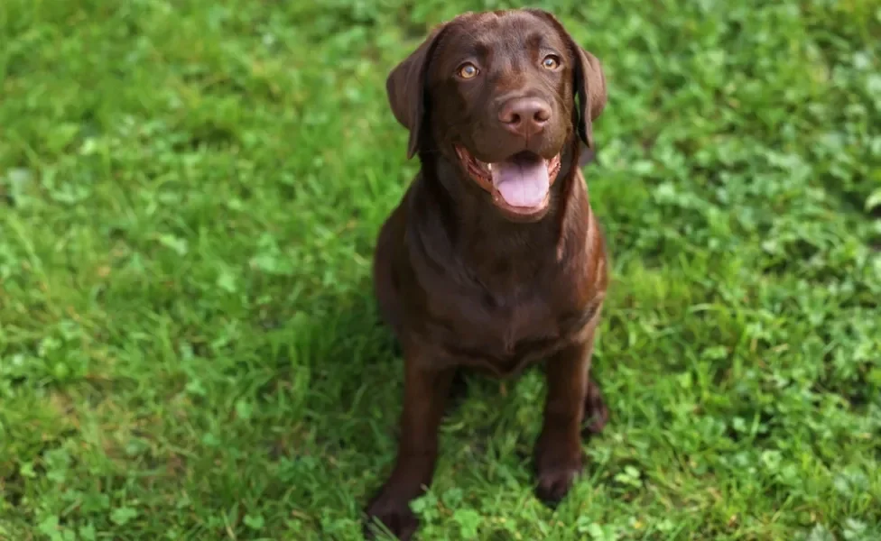 raça de cachorro grande labrador sentada