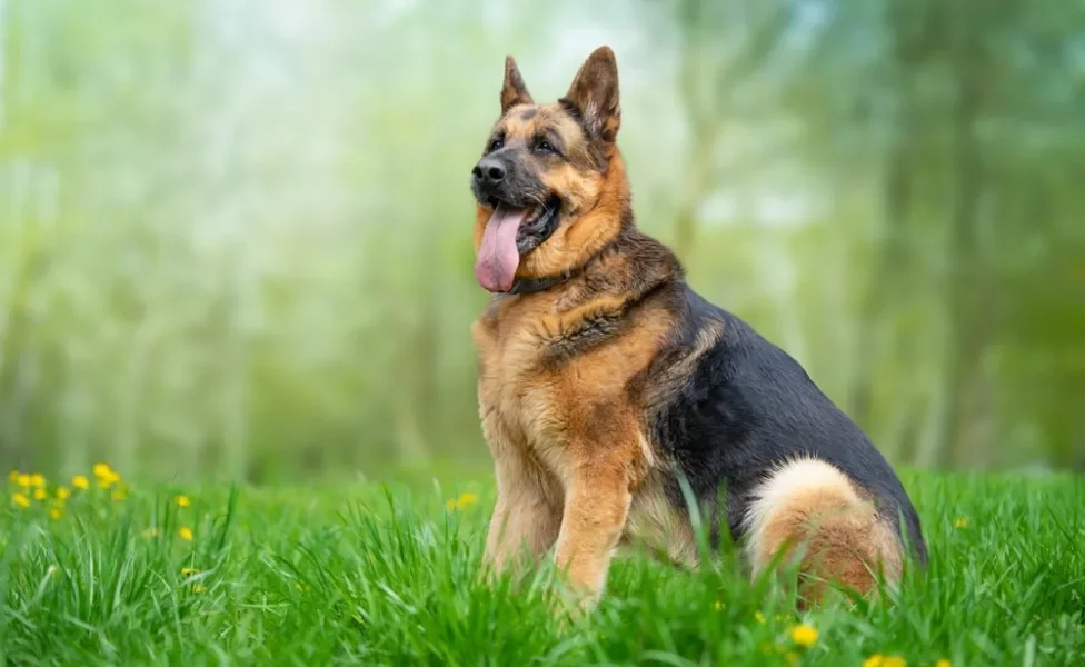 raça de cachorro grande pastor alemão sentada