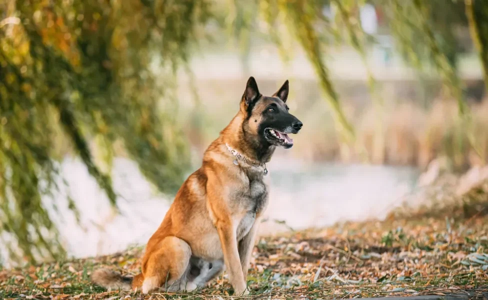 raça de cachorro grande pastor belga sentado