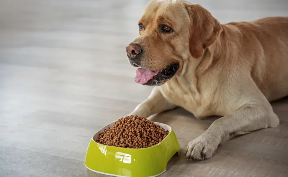 Labrador deitado no chão perto de pote de ração verde completamente cheio de comida