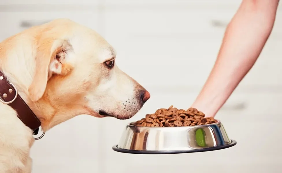 cachorro olhando para pote de ração