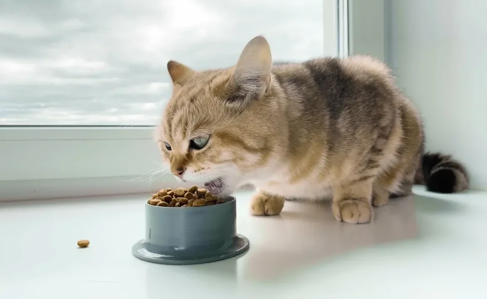 gato comendo ração no potinho