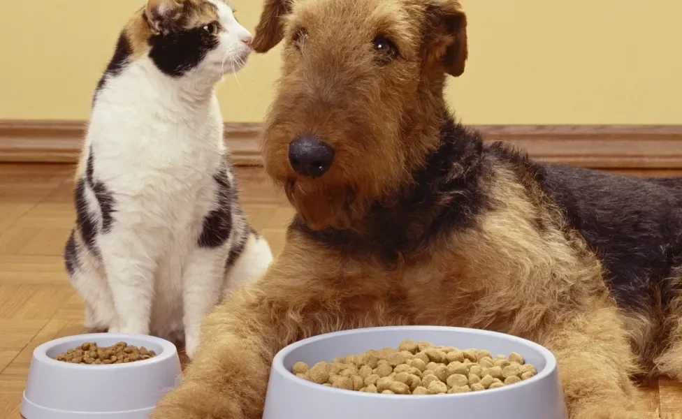 Gato e cachorro lado a lado, cada um com seu pote de ração