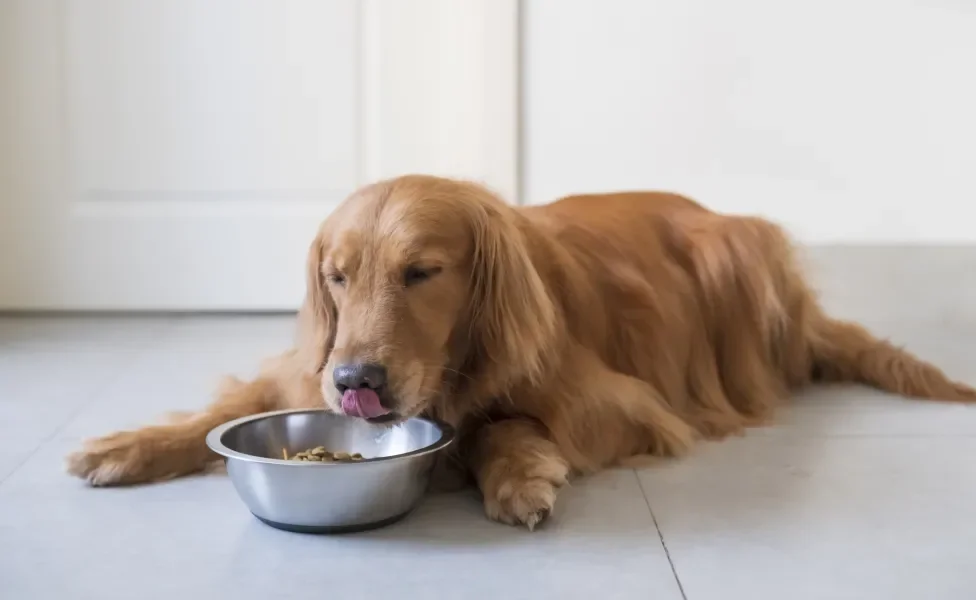 Cachorro peludo deitado e comendo feliz sua ração no pote 