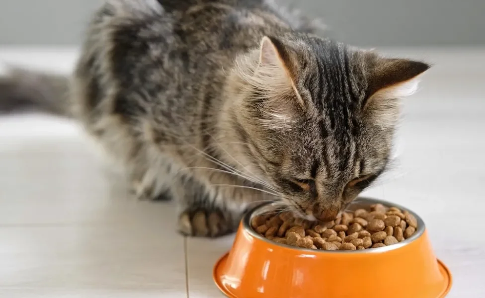 gato idoso comendo ração