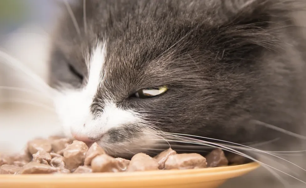 Gato fazendo refeição que aparenta estar apetitosa