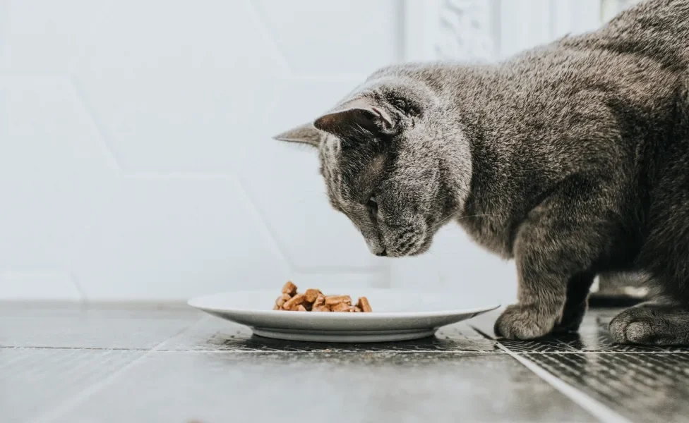 Gato cinza de perfil encarando prato com ração