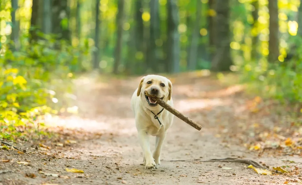 Cão Labrador carregando pedaço de madeira na boca em bosque