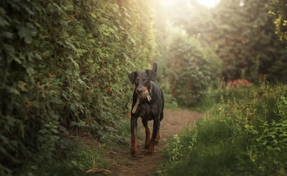 Doberman andando em floresta com brinquedo na boca