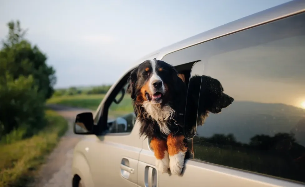 Cachorro com a cabeça para fora de veículo em estrada