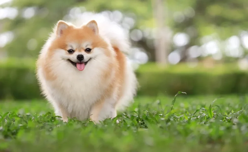 Cachorro fofo sorrindo no parque