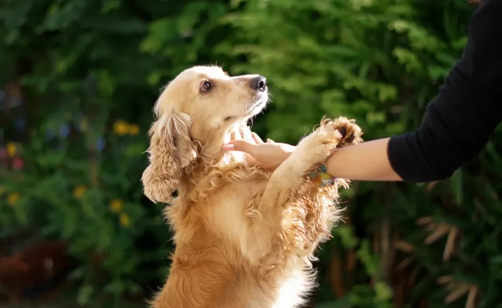 Cachorro levantado para receber carinho de tutora