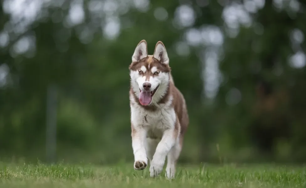 Cachorro jovem correndo feliz na grama