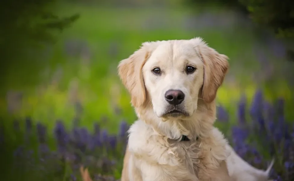 Cachorro amarelo posa para foto em fundo de natureza