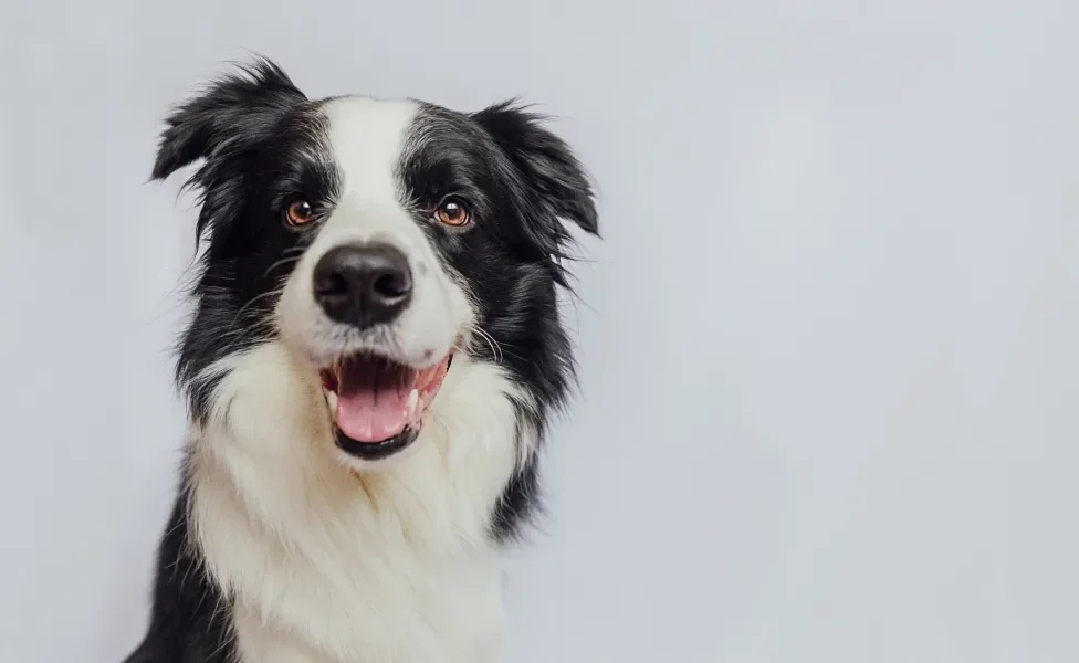 Cachorro preto e branco sorri para foto em fundo de estúdio