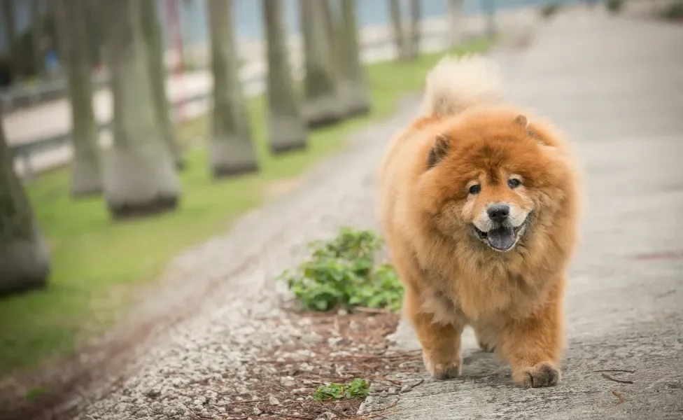 Cachorro peludo andando sorridente pela rua