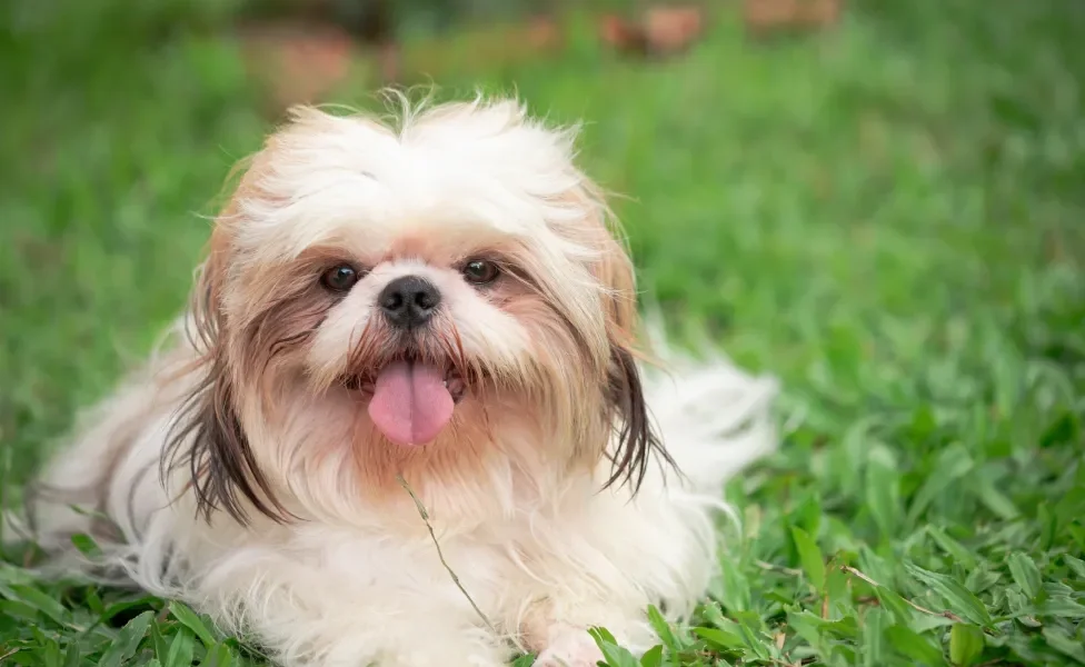 Cachorro pequeno deitado na grama