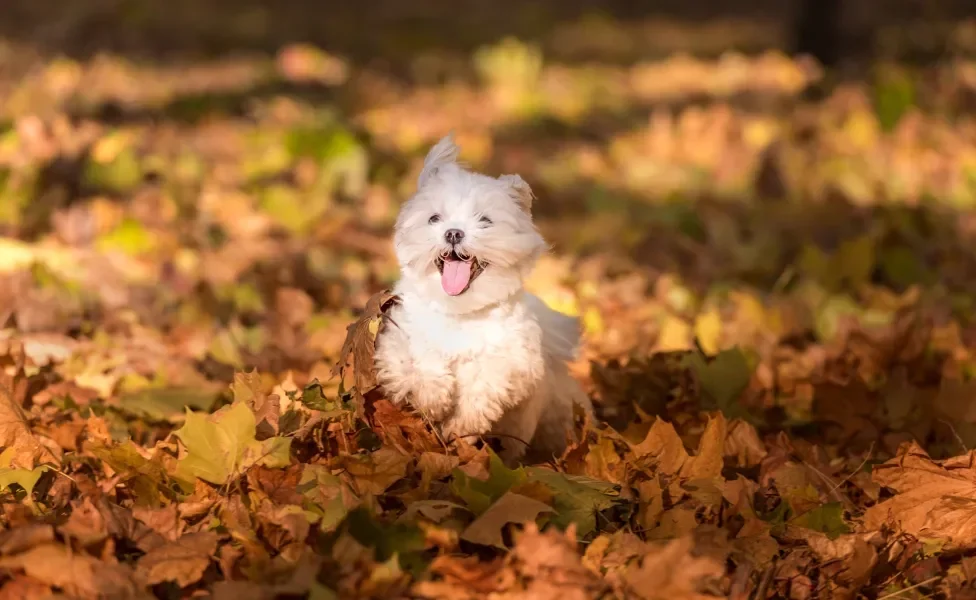 Cachorro pequeno corre em chão cheio de folhas com a língua para fora