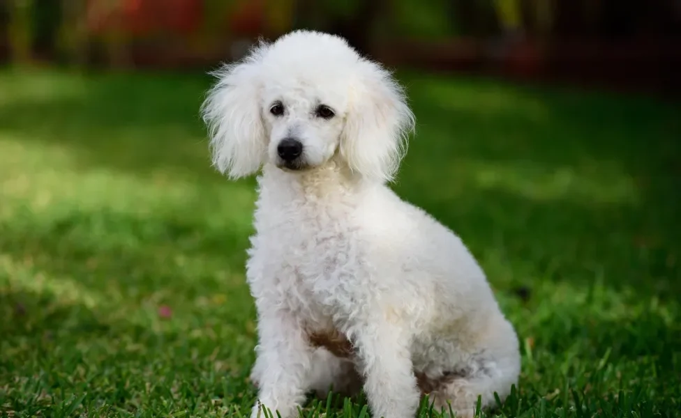 Cachorro poodle sentado na grama com semblante sério